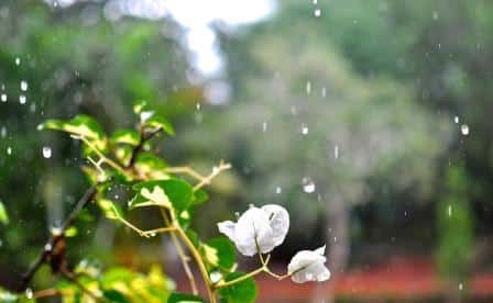 Regenwasser im Garten