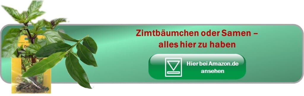 Button Zimtbäumchen