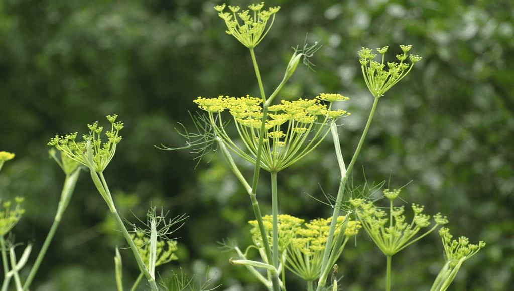 Fenchel