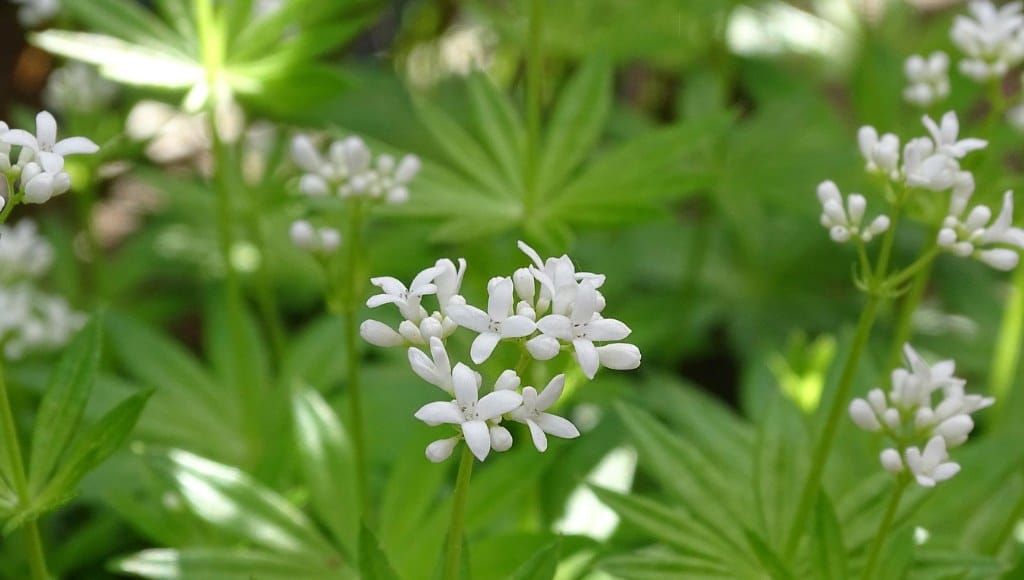 Waldmeister