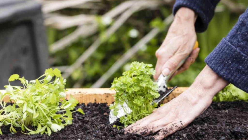 Die Bepflanzung  Bevor Sie mit dem Anpflanzen beginnen, geben Sie dem Hochbeet ein wenig Zeit, damit sich alles setzen kann. Danach steht Ihnen nichts mehr im Wege und Sie haben die Wahl, das Beet mit Ihren bevorzugten Gemüse-, Obst- oder Blumensorten zu bepflanzen.