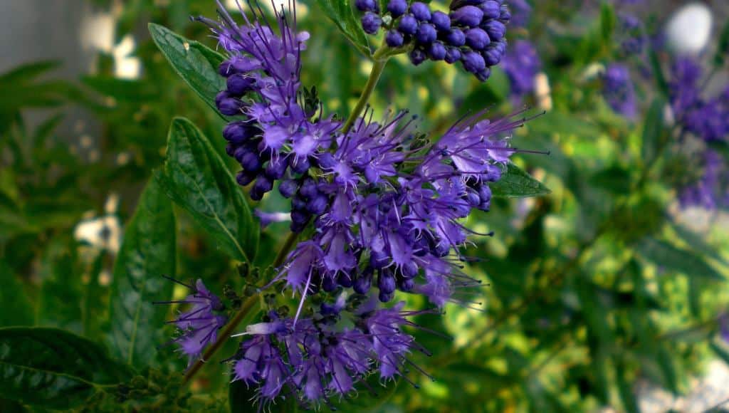 Bartblume