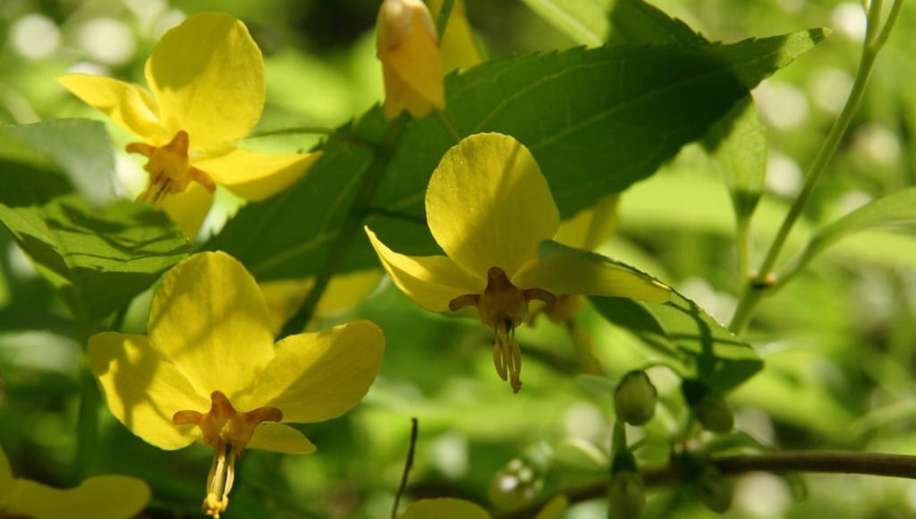 Elfenblume