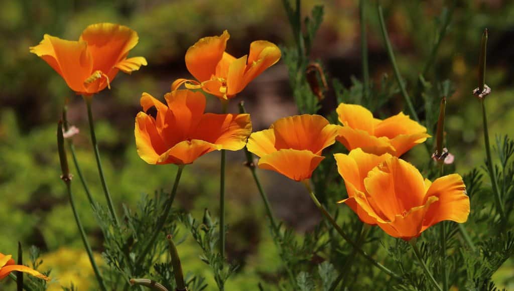 Goldmohn
