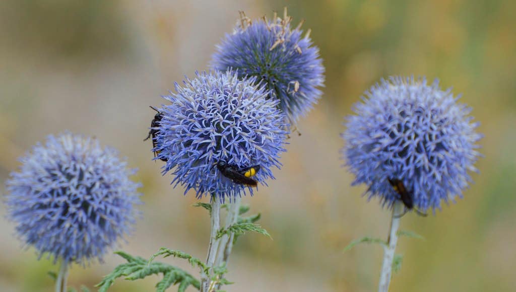 Kugeldistel