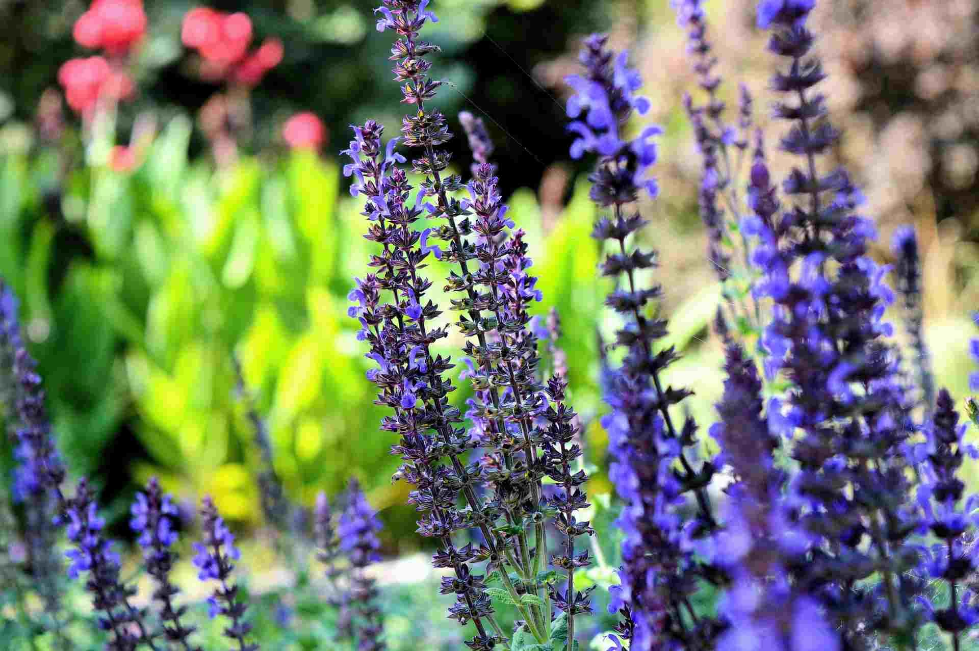 Lavendel