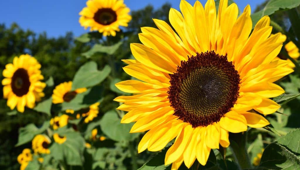 Sonnenblumen