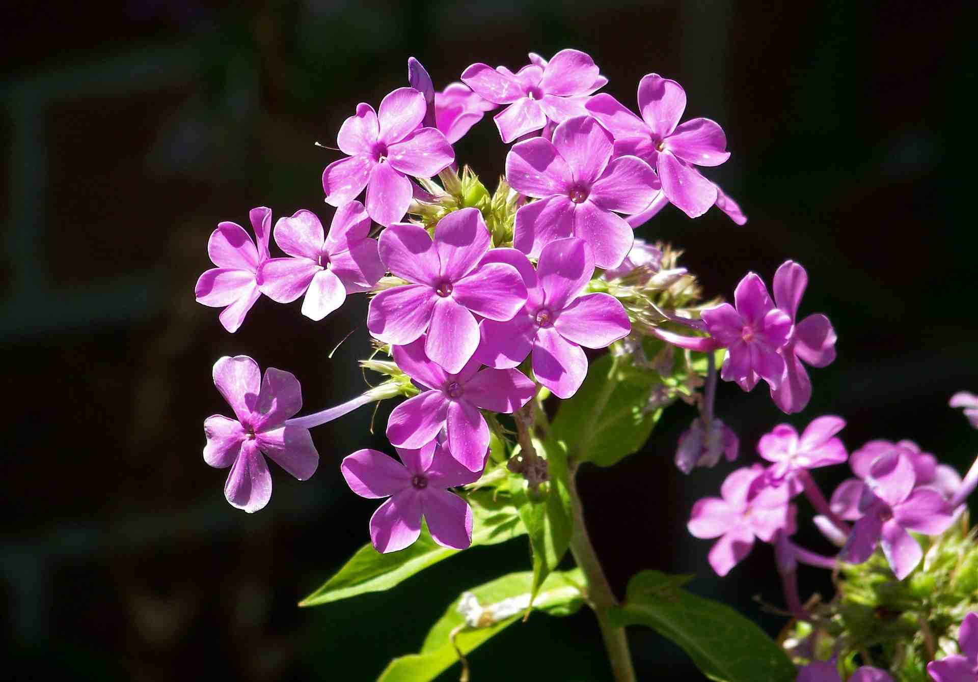 Staudenphlox