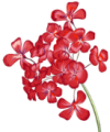 Flo271 Flo271