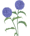 Flo28 Flo28