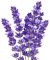 Flo363 Flo363