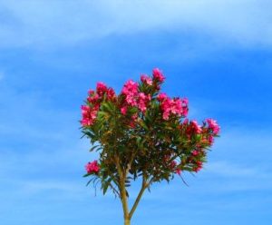 Oleander benötigt viele Nährstoffe