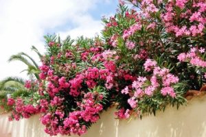 Oleander mit vielen Blüten