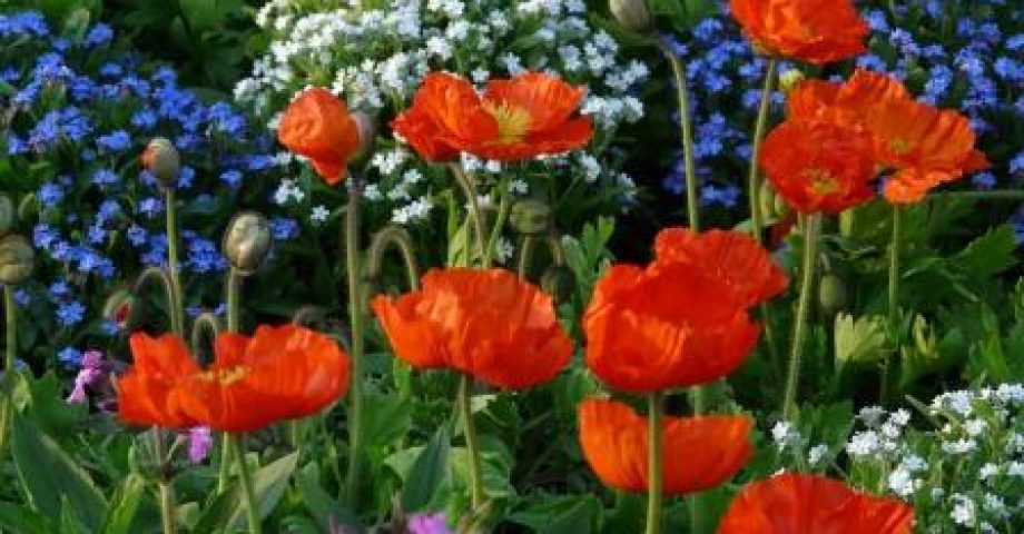 Blumen_Farbe