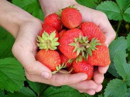 Reife Erdbeeren mit Stiel