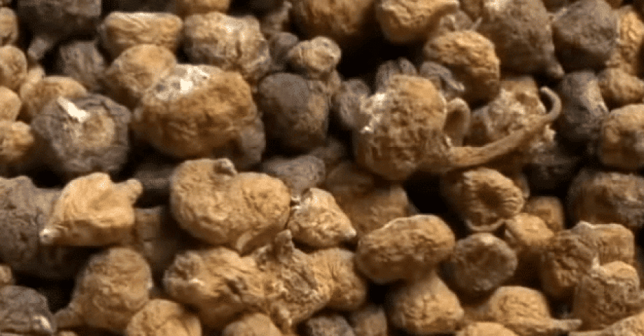 Maca Knollen