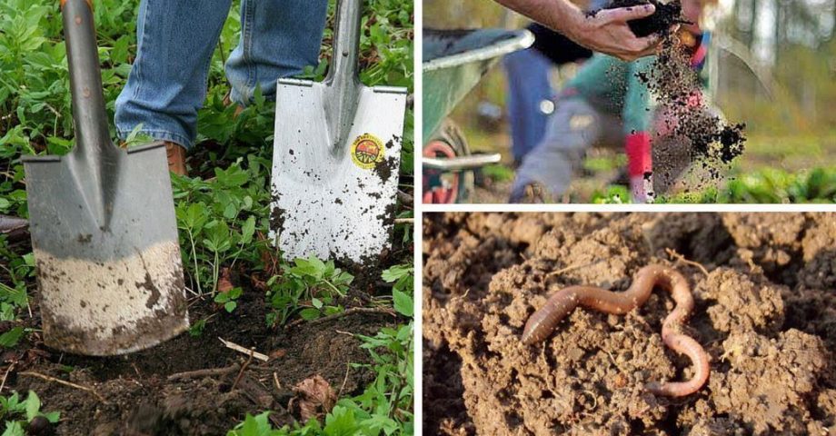 Bodenarten Bodenverbesserung Regenwurmer