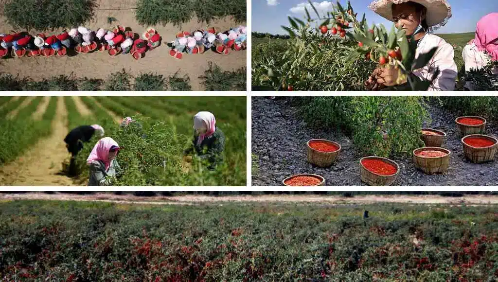 Goji Beeren Anbau