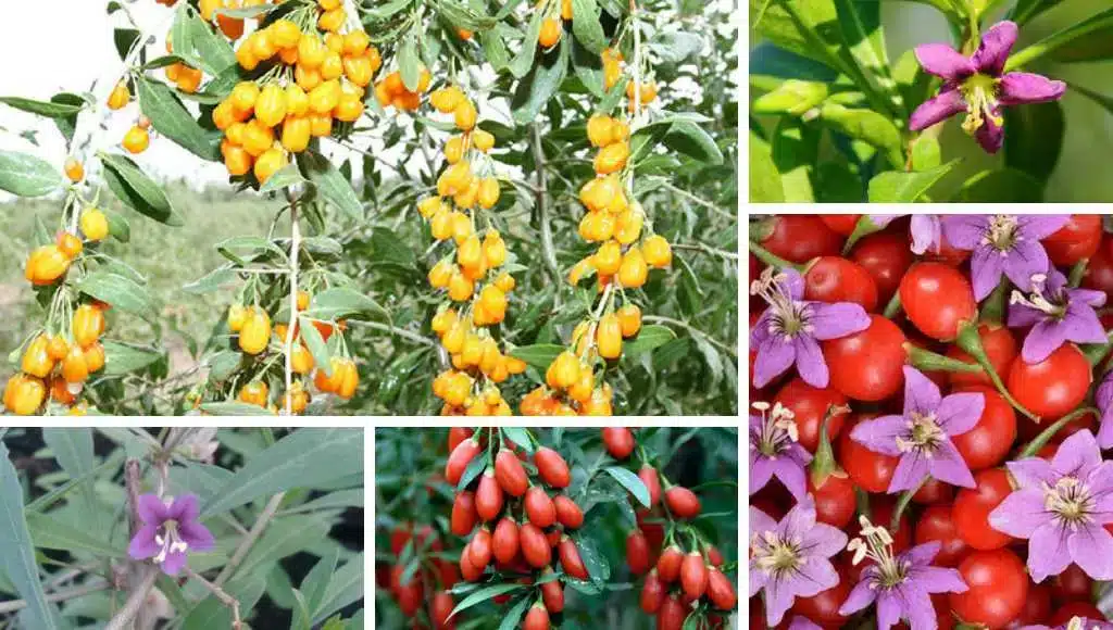 Goji Beeren Formen