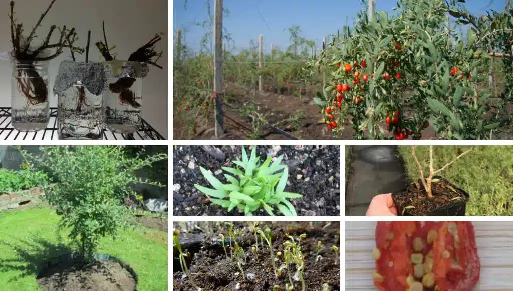 Goji Beeren Anzucht