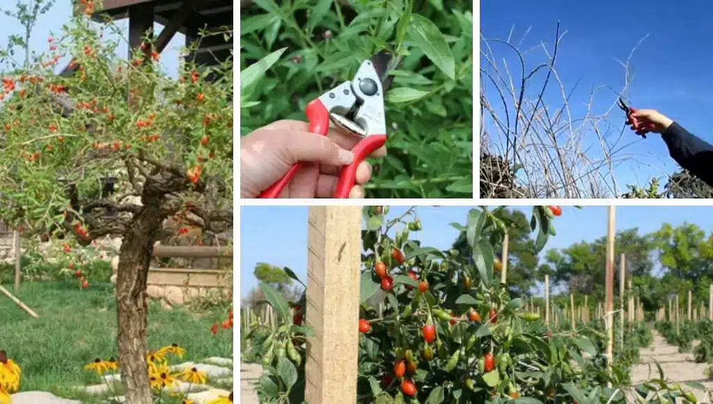 Goji Beeren Schnitt