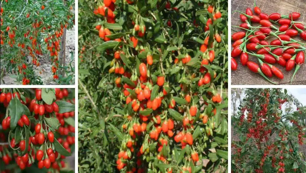 Goji Beeren Sorten