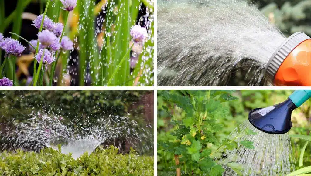 Richtig gießen an heißen Sommertagen