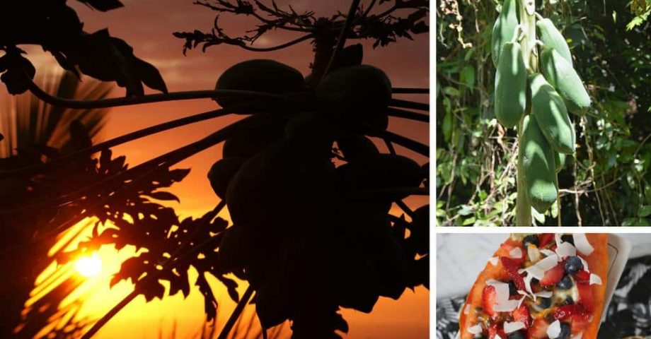 Papaya – so viel Gesundheit im eigenen Garten
