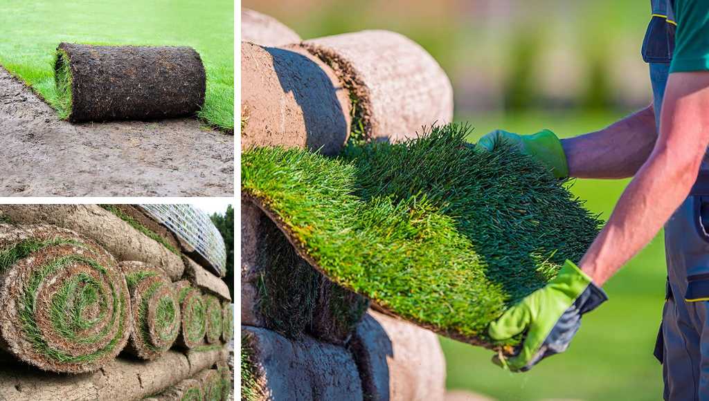 Rollrasen - die bessere Variante?