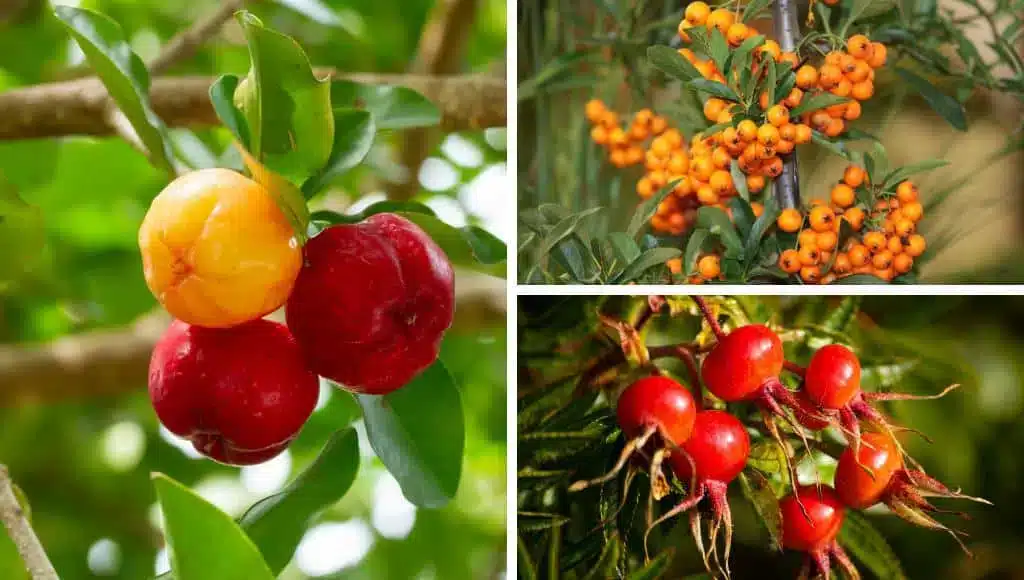 Acerola ersetzen? Ganz einfach