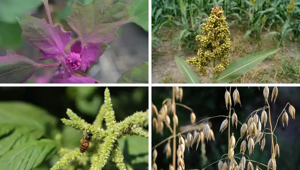 Alles Hirse statt Amaranth oder Quinoa?