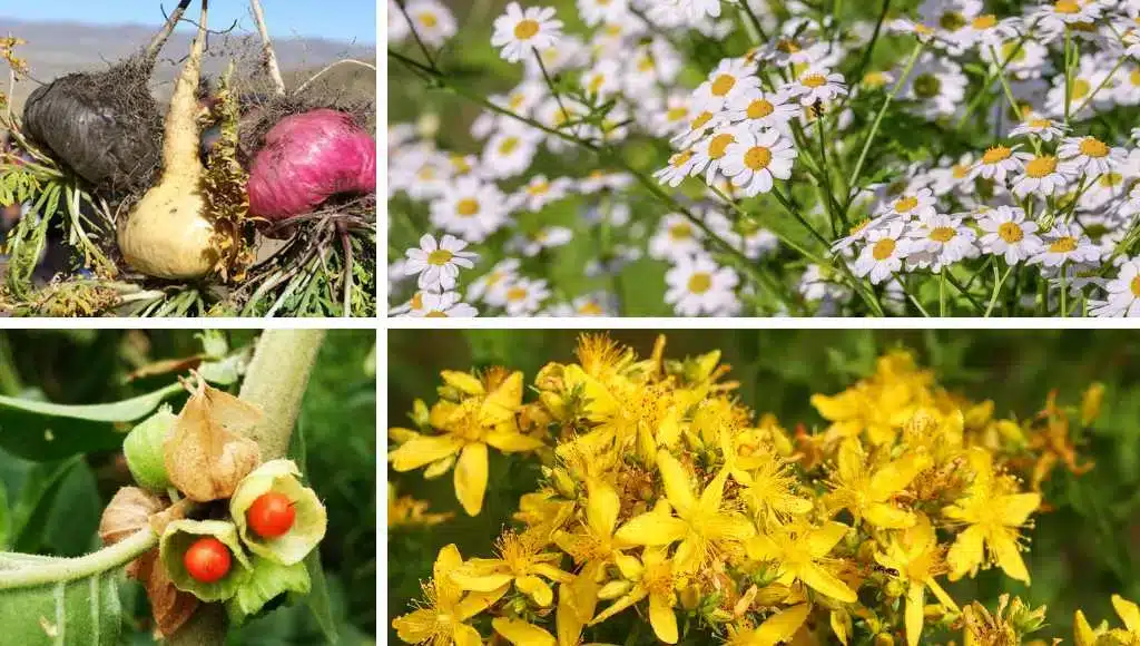 Ashwagandha, Maca - alles Potenz(iell) beruhigend