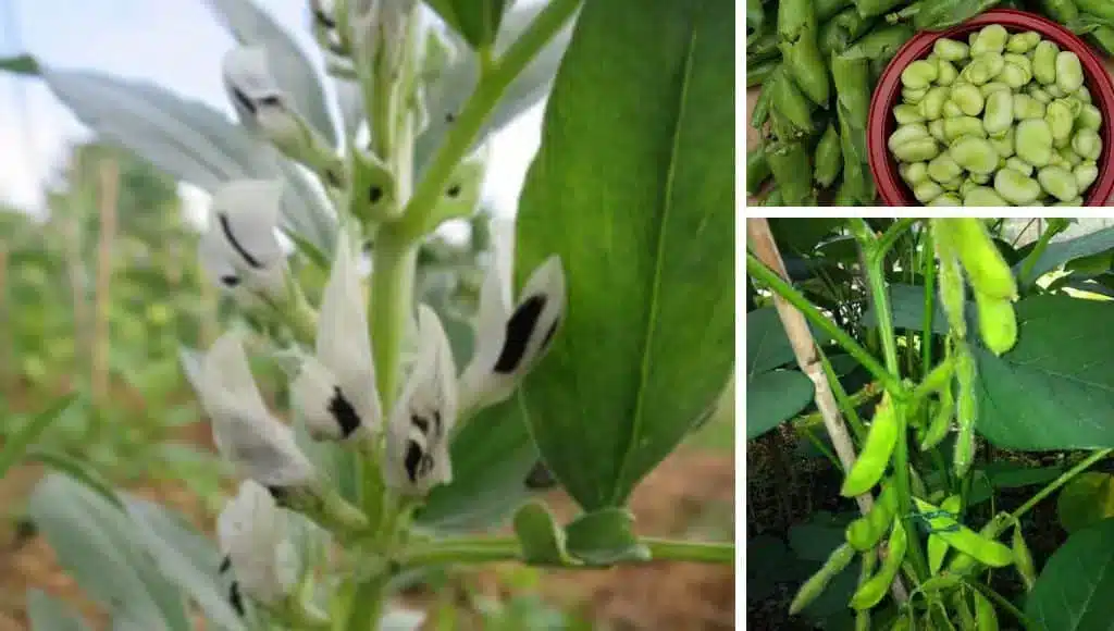 Edamame und die Puffbohne