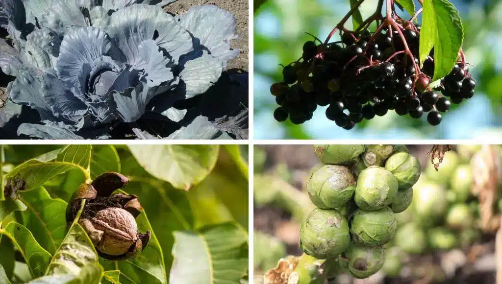 Blaues Obst und Gemüse statt Açai-Beeren