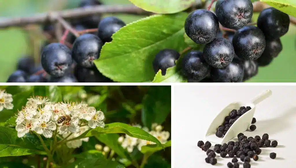 Aronia