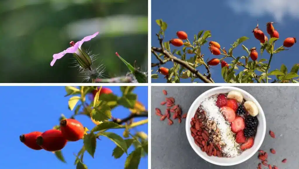 Goji-Beeren