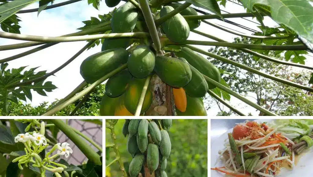 Papaya