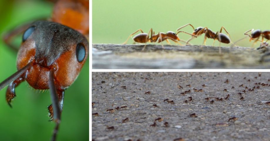 Ameisen im Garten - fernhalten und vorbeugen