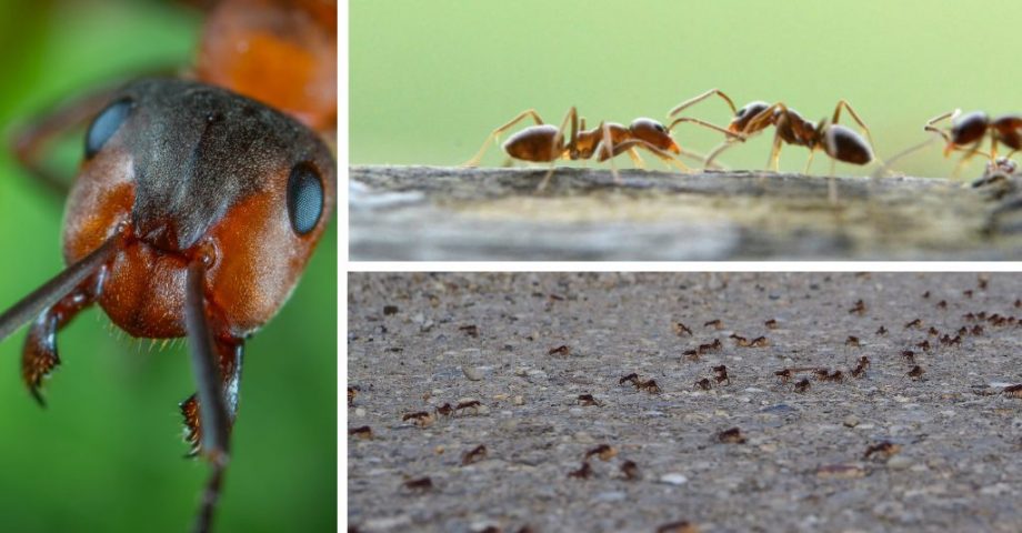 Ameisen im Garten - fernhalten und vorbeugen