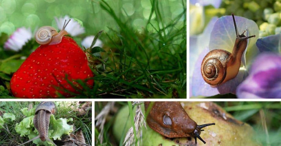 Schnecken im Garten abwehren und regulieren – was hilft wirklich?