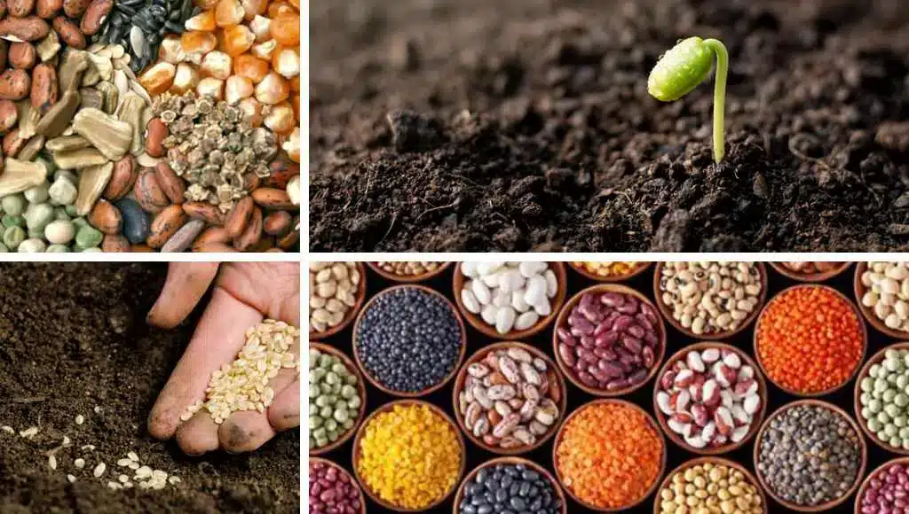 BioSaatgut für mehr Biodiversität im Garten Garten pflanzen