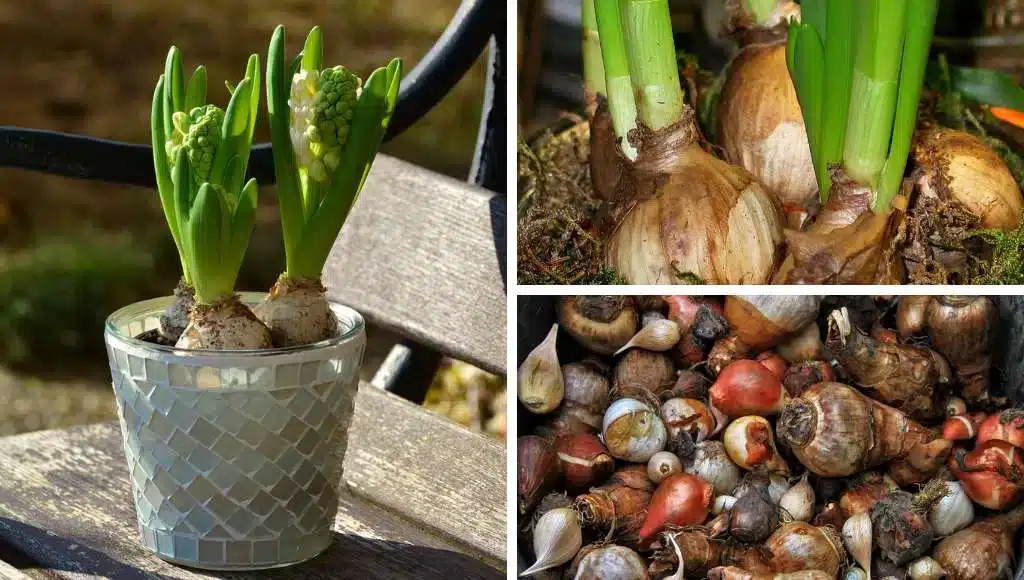 Zwiebelblumen pflanzen für optimale Ergebnisse