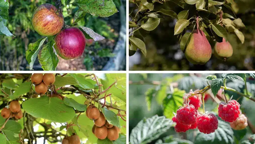 Obsternte im Oktober