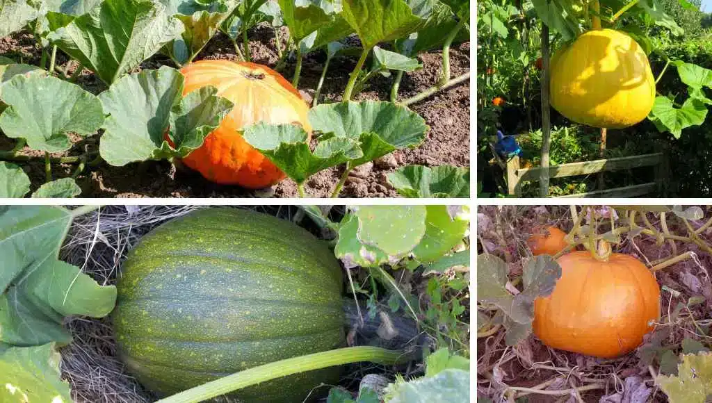 Platzbedarf im Garten für Kürbisse