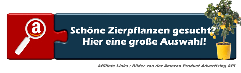 ziersträucher winterhart mehrjährig
