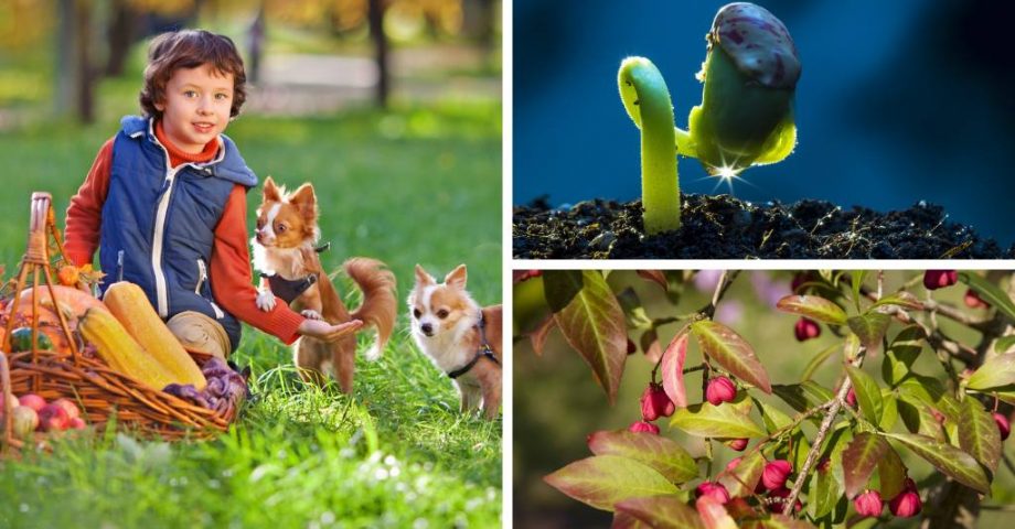 Dem Garten geht es besser ohne - Wege zu einem vitalen Garten