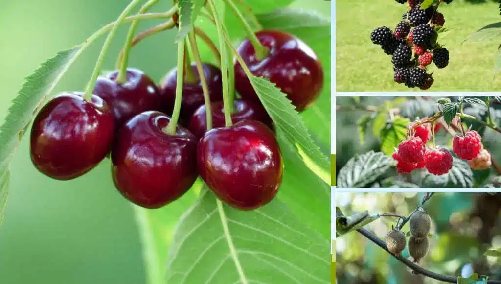 Obstbäume schneiden - nach der Ernte