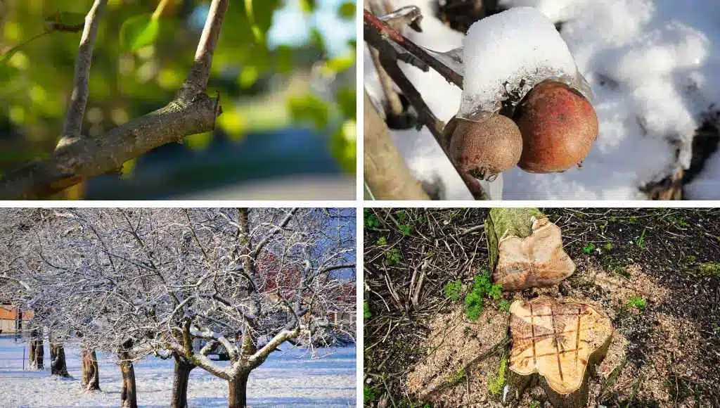 Rückschnitt und Pflegearbeiten im Winter
