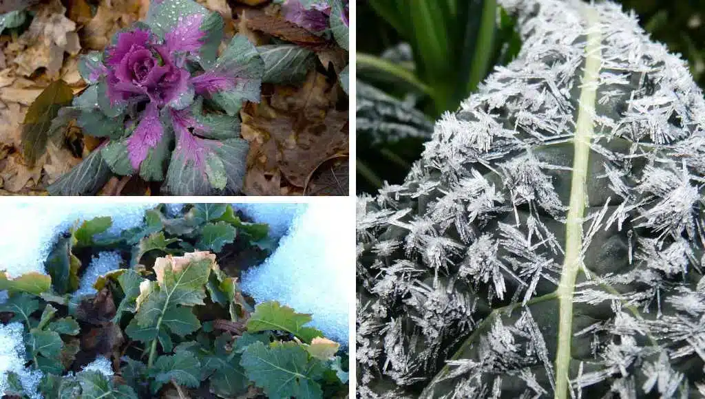 Gemüsegarten Winter