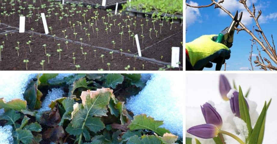 Gartenarbeiten im Februar Garten pflanzen